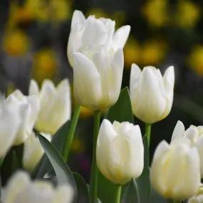 White Dream Tulip Bulbs Triumph (Tulipa White Dream)